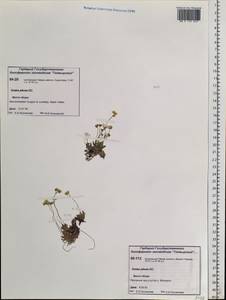 Draba pilosa Adams ex DC., Siberia, Central Siberia (S3) (Russia)