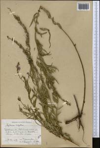 Lythrum virgatum L., Middle Asia, Caspian Ustyurt & Northern Aralia (M8) (Kazakhstan)