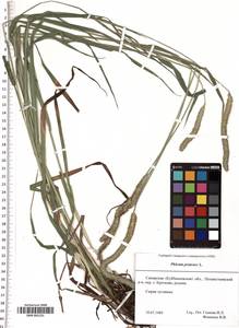 SMR001231, Phleum pratense L., Eastern Europe, Middle Volga region (E8) (Russia)