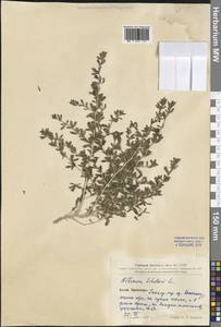 Nitraria schoberi L., South Asia, South Asia (Asia outside ex-Soviet states and Mongolia) (ASIA) (China)