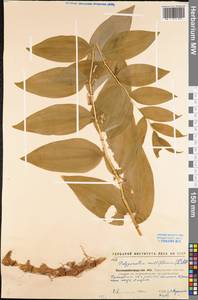 Polygonatum multiflorum (L.) All., Eastern Europe, North Ukrainian region (E11) (Ukraine)