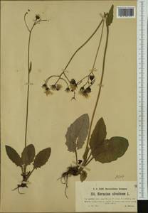 Hieracium murorum subsp. gentile (Jord. ex Boreau) Sudre, Western Europe (EUR) (Czech Republic)