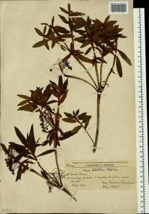 Rhododendron diversipilosum (Nakai) Harmaja, Siberia, Russian Far East (S6) (Russia)