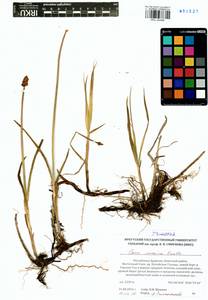 Carex curaica Kunth, Siberia, Baikal & Transbaikal region (S4) (Russia)