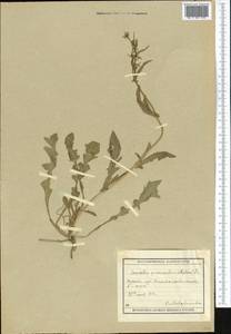Hornungia procumbens (L.) Hayek, Middle Asia, Muyunkumy, Balkhash & Betpak-Dala (M9) (Kazakhstan)