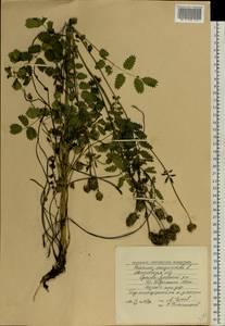 Poterium sanguisorba, Eastern Europe, Moscow region (E4a) (Russia)