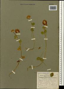 Trifolium ambiguum M.Bieb., Caucasus, Dagestan (K2) (Russia)