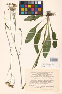 Crepis mollis (Jacq.) Asch., Eastern Europe, Lithuania (E2a) (Lithuania)