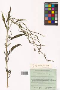 Atriplex patens (Litv.) Iljin, Siberia, Russian Far East (S6) (Russia)