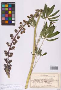 Lupinus polyphyllus Lindl., Eastern Europe, North-Western region (E2) (Russia)