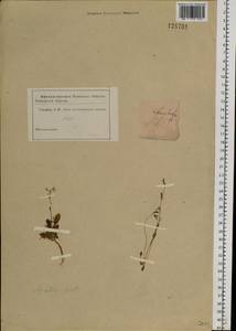 Arabidopsis septentrionalis (N. Busch) D. A. German, Siberia, Yakutia (S5) (Russia)