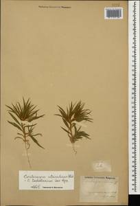 Ceratocarpus arenarius L., Caucasus, Azerbaijan (K6) (Azerbaijan)