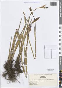 Iris sibirica L., Eastern Europe, Middle Volga region (E8) (Russia)