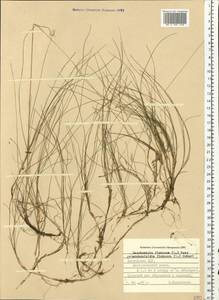 Avenella flexuosa (L.) Drejer, Eastern Europe, Latvia (E2b) (Latvia)