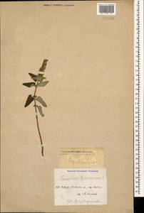 Teucrium hircanicum L., Caucasus, Dagestan (K2) (Russia)