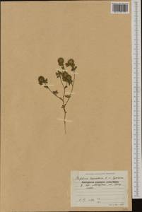 Trifolium lappaceum L., Western Europe (EUR) (Bulgaria)