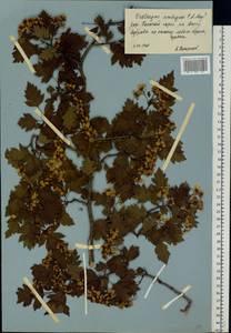 Crataegus ambigua C. A. Mey. ex A. K. Becker, Eastern Europe, Central forest-and-steppe region (E6) (Russia)