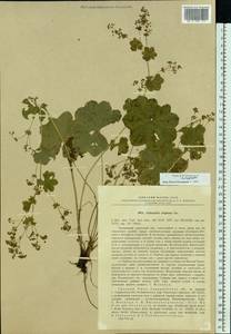 Alchemilla rhiphaea Juz., Eastern Europe, Eastern region (E10) (Russia)