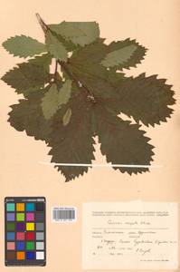 Quercus mongolica var. crispula (Blume) H.Ohashi, Siberia, Russian Far East (S6) (Russia)