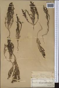 Suaeda acuminata (C. A. Mey.) Moq., Middle Asia, Muyunkumy, Balkhash & Betpak-Dala (M9) (Kazakhstan)