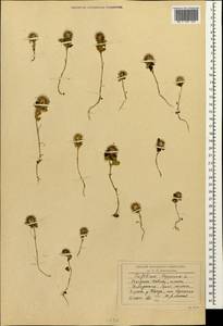 Trifolium lappaceum L., Caucasus, Black Sea Shore (from Novorossiysk to Adler) (K3) (Russia)