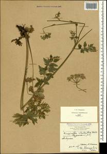 Pimpinella rhodantha Boiss., Caucasus, Armenia (K5) (Armenia)