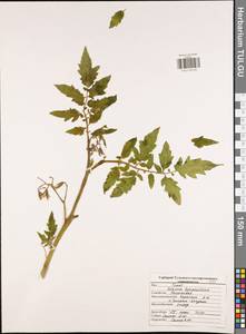 Solanum lycopersicum L., Eastern Europe, Central region (E4) (Russia)