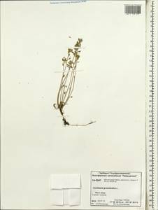 Cochlearia groenlandica L., Siberia, Central Siberia (S3) (Russia)
