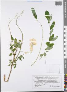 Robinia pseudoacacia L., Eastern Europe, Volga-Kama region (E7) (Russia)