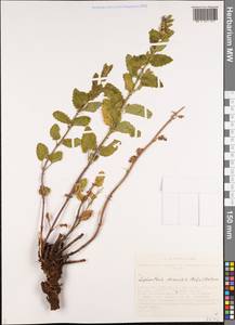 Nepeta lophanthus (L.) Fisch. ex Loew, Siberia, Altai & Sayany Mountains (S2) (Russia)