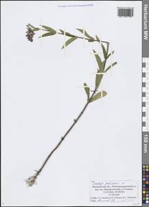 Stachys palustris L., Eastern Europe, Central forest-and-steppe region (E6) (Russia)