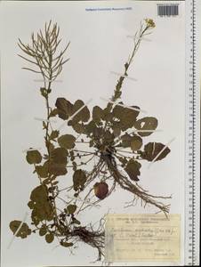 Barbarea vulgaris (L.) W.T.Aiton, Siberia, Western Siberia (S1) (Russia)