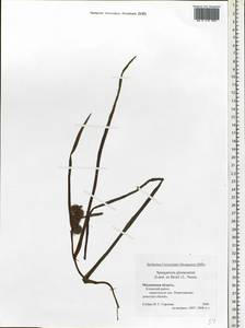 Sparganium glomeratum (Laest. ex Beurl.) Beurl., Eastern Europe, Moscow region (E4a) (Russia)