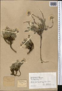 Psychrogeton olgae (Regel & Schmalh.) Novopokr. ex Nevski, Middle Asia, Pamir & Pamiro-Alai (M2) (Tajikistan)