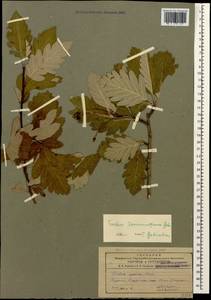 Hedlundia tamamschjanae (Gabrieljan) Mezhenskyj, Caucasus, Armenia (K5) (Armenia)