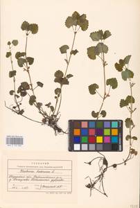MHA 0 155 868, Glechoma hederacea L., Eastern Europe, Central region (E4) (Russia)