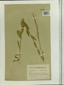 Turritis glabra L., Eastern Europe, Central region (E4) (Russia)