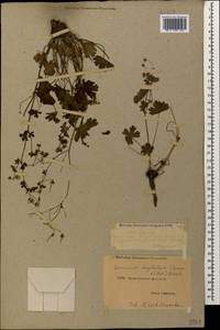 Geranium pyrenaicum Burm. f., Caucasus, Dagestan (K2) (Russia)
