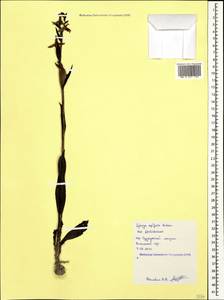 Ophrys apifera Huds., Caucasus, Black Sea Shore (from Novorossiysk to Adler) (K3) (Russia)