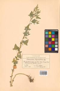 Chenopodium bryoniifolium Bunge, Siberia, Russian Far East (S6) (Russia)
