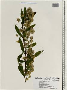 Duhaldea rubricaulis (Wall. ex DC.) Anderb., South Asia, South Asia (Asia outside ex-Soviet states and Mongolia) (ASIA) (Nepal)