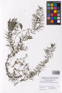 Ceratophyllum submersum L., Eastern Europe, Rostov Oblast (E12a) (Russia)