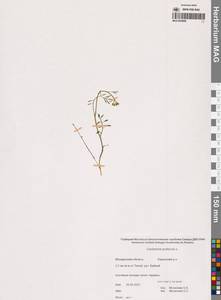 Cardamine pratensis L., Siberia, Chukotka & Kamchatka (S7) (Russia)