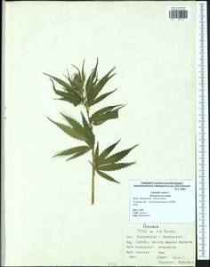 Cannabis sativa L., Eastern Europe, Central region (E4) (Russia)