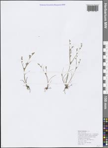 Juncus bufonius L., Caucasus, Black Sea Shore (from Novorossiysk to Adler) (K3) (Russia)