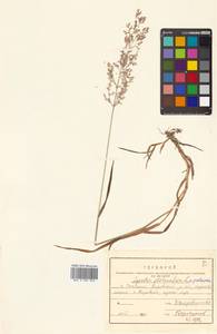 Agrostis stolonifera L., Siberia, Russian Far East (S6) (Russia)