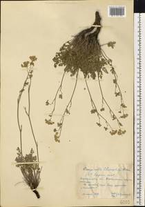Pimpinella tragium Vill., Eastern Europe, North Ukrainian region (E11) (Ukraine)