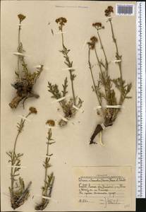 Patrinia intermedia (Hornem.) Roem. & Schult., Middle Asia, Muyunkumy, Balkhash & Betpak-Dala (M9) (Kazakhstan)