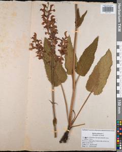Salvia pratensis L., Eastern Europe, Central region (E4) (Russia)