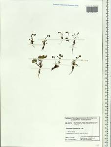 Saxifraga hyperborea R. Br., Siberia, Central Siberia (S3) (Russia)